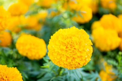 Ashish marigold/gende ka phool flower seeds Seed(50 per packet)