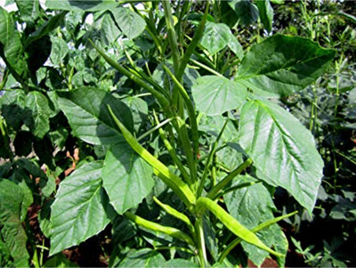 CHILLATAI Guar Bean / Govari / Cluster Bean Seed(30 per packet)