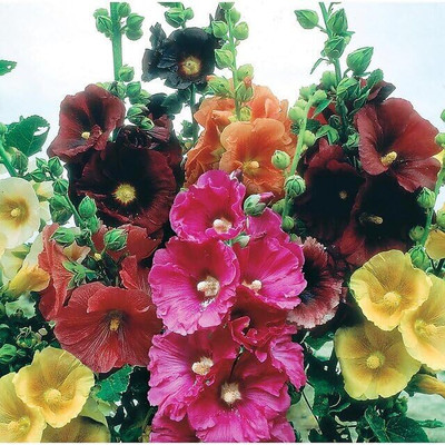 SUAA Hollyhock Mix Flower Seed(37 per packet)