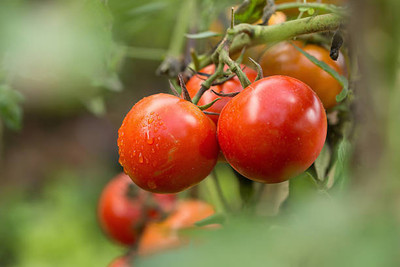 WINR tomato Seed(90 per packet)