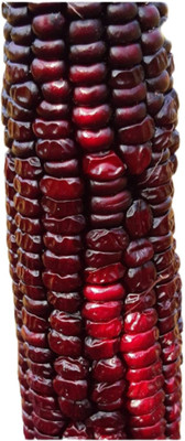 CHILLATAI Corn Seeds / Makka Solam Seed(15 per packet)