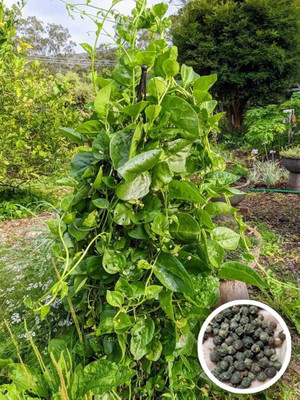 DEYS AGRO ® organic malabar spinach seeds,f1 hybrid poi saag seeds 110 Seed(110 per packet)
