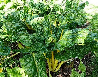 LPR SPINACH , PALAKH Seed(25 per packet)