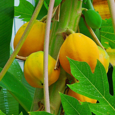 naturehils F1 Papaya Seed, Orgnic Fruit & Vegetable Seed, Papita seed, Pepe Hybird Seed(70 per packet)