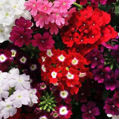 ACCELCROP Verbena- Florist Mixed Seed(48 per packet)