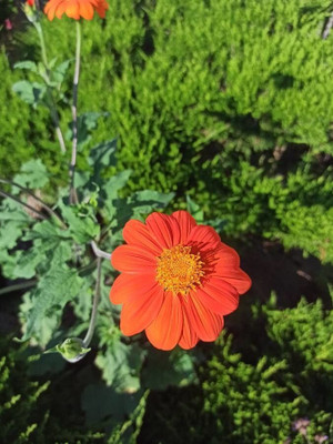 Quentova Tithonia Flower-KTL-5A Seed(75 per packet)