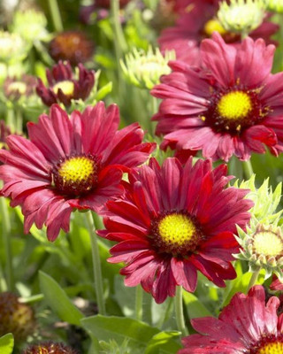 SEEDSSIDE Gaillardia aristata, Burgundy Seed(20 per packet)