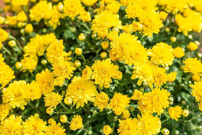CYBEXIS yellow Chrysanthemum Seeds Seed(25 per packet)