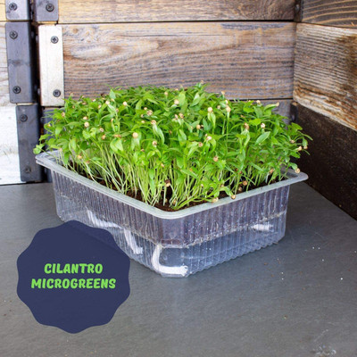 CYBEXIS Cilantro Seeds Microgreens 2800 Seeds Seed(2800 per packet)