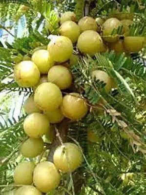 MAA Gooseberry, Amla Seed(82 per packet)