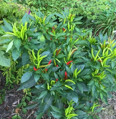 wequality Hybrid chilli seeds,green chilli seeds,hybrid mirch seeds,hybrid Miracī seeds Seed(215 per packet)