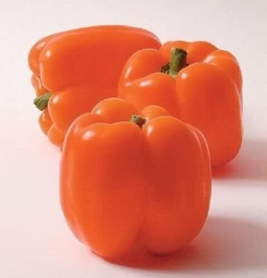 KNESSiN Orange Sun Bell Pepper Sweet Mild Capsicum-[600mg] Seed(100 per packet)