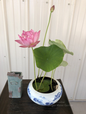 Seedsilk Lotus Mixed Color Flower Seed(20 per packet)