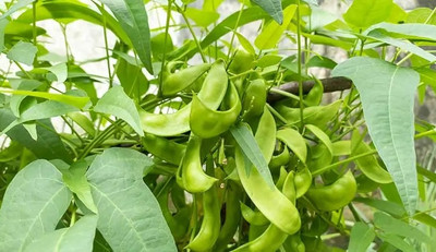 WATIKA Cangreen Lima Bean Seed(400 per packet)