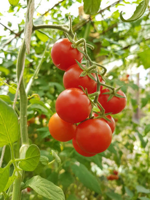 HOLIC STORE tomato Seed(70 per packet)