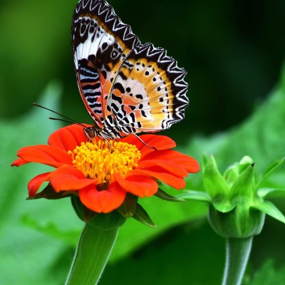 CYBEXIS XLL-52 - Mexican Sunflower Red Flower - (1350 Seeds) Seed(1350 per packet)