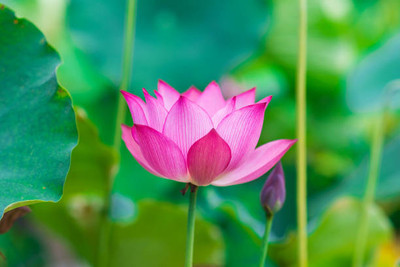 nature boon lotus,kamal gatta Seed(10 per packet)
