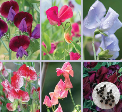 bloomaura sweet pea Seed(15 per packet)
