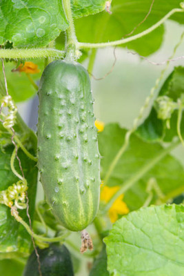 AFARTIOBINA 155 Pc Cucumber Seeds Seed(155 per packet)