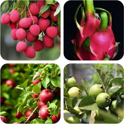 seedx Combo Pack Of -Litchi-Apple-Dragon Fruit-Guava Seed(30 per packet)