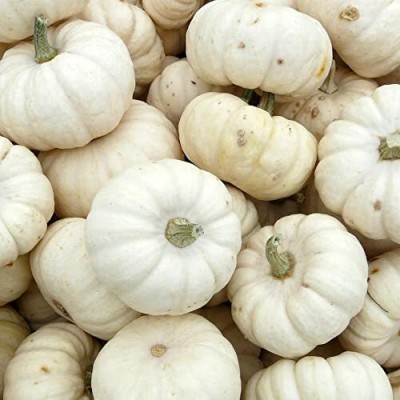 Qualtivate HYB-7A Pumpkin White Long Seeds Seed(50 per packet)