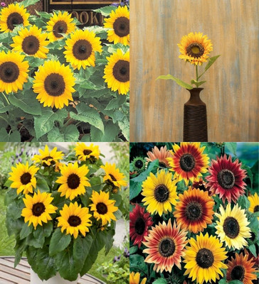 ibains Sunflower seed for home garden beez 42 Seed(42 per packet)