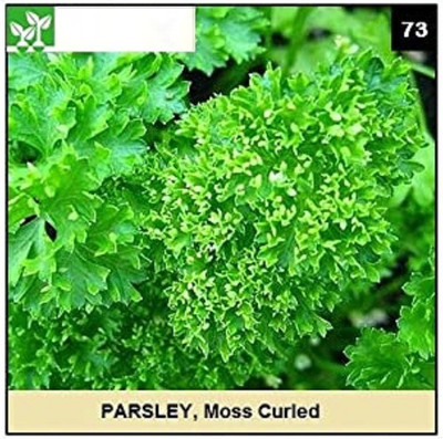 CYBEXIS MOSS CURLED ONION2000 Seeds Seed(2000 per packet)
