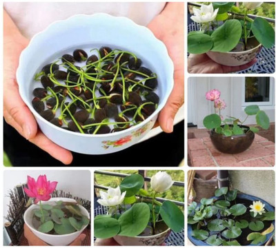 DEYS AGRO ™ lotus plant seeds,Rare High Quality Easy to Germinate Seed(14 per packet)