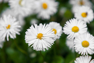 Epazo English Daisy Mixed Colour Flower Seeds Good Germination Seed(50 per packet)