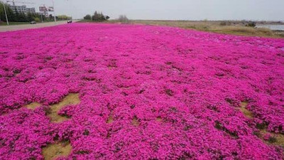 CYBEXIS PUAS-26 - Red Creeping Thyme - (1350 Seeds) Seed(1350 per packet)