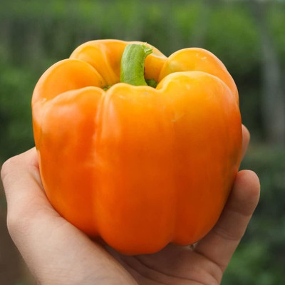 Biosnyg Easy to Grow Eternity Capsicum Seeds for Terrace Gardening-(100 Seeds) Seed(100 per packet)