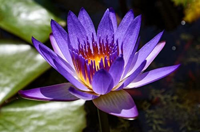 DIVINE ®EF- Mixed Color and Hybrid Flower Seeds -0A48 Seed(50 per packet)