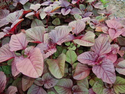 Hmr Red spinach (Amaranthus dubius) Seed(500 per packet)