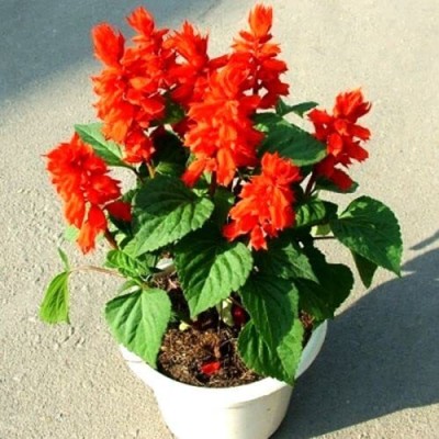 ENINE Salvia Red Color Flower Seeds For Home Gardening 10 Seeds Pack GH37 Seed(10 per packet)