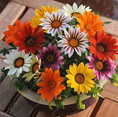 ACCELCROP Gazania Mix Flower Seed(38 per packet)