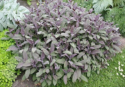 Qualtivate PUA-8A Purple Sage Herb Seeds Seed(100 per packet)