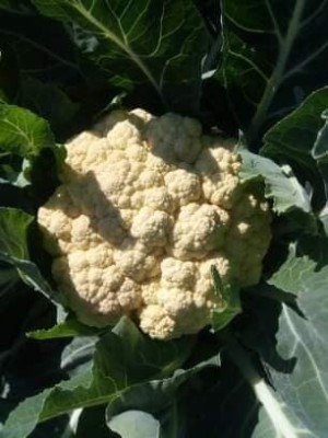 Quentova Cauliflower Phool Gobhee/Phul Gobhi-6W-ROC Seed(250 per packet)