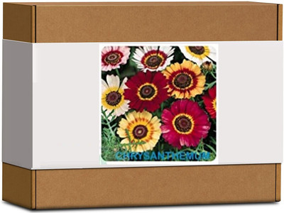 CYBEXIS Chrysanthemum Flower Seeds100 Seeds Seed(100 per packet)