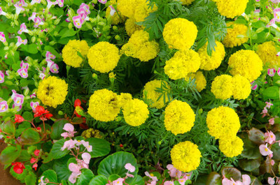Aro marigold/gende ka phool flower seeds Seed(75 per packet)