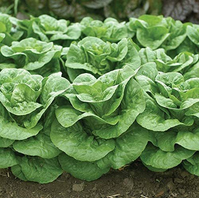 WILLVINE PAU-455 Winter Density Lettuce Seeds Seed(200 per packet)
