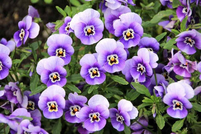 BDSresolve Winter season flower seeds PACK OF 101 Seed(101 per packet)