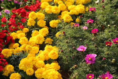 Boomani marigold/gende ka phool flower seeds Seed(50 per packet)