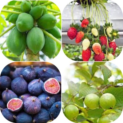 seedx Hybrid Anjeer, Strawberry, Guava, Papaya, Fruit Seeds Combo Pack, Mega Combo Pack Seed(8 per packet)