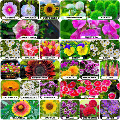 ARTA Combo Pack of 25 Variety Flower Seeds With High Germination Seed(810 per packet)