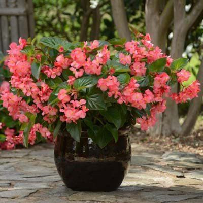 VibeX LX-64 - Begonia Megawatt Green Leaf Rose Flower - (270 Seeds) Seed(270 per packet)