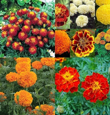 ibains Marigold flower seeds mix colour bij 21 Seed(21 per packet)