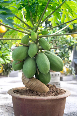 Pbevergreen Taiwan Red Lady 786 F1 Papaya Seeds Original Seed(2700 per packet)