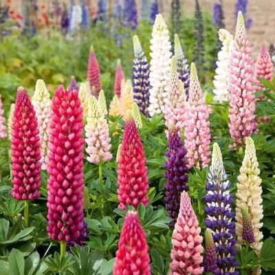 Epazo Lupin Mix Dwarf Flower Seed(55 per packet)