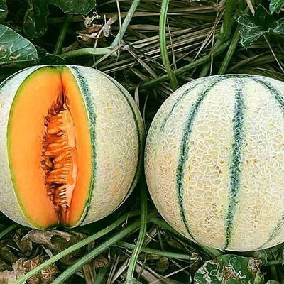 Avysa Muskmelon / Kharbooja Ke Beej Seed(50 per packet)