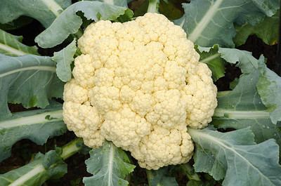 Liker white cauliflower,gobhee seeds Seed(10 per packet)